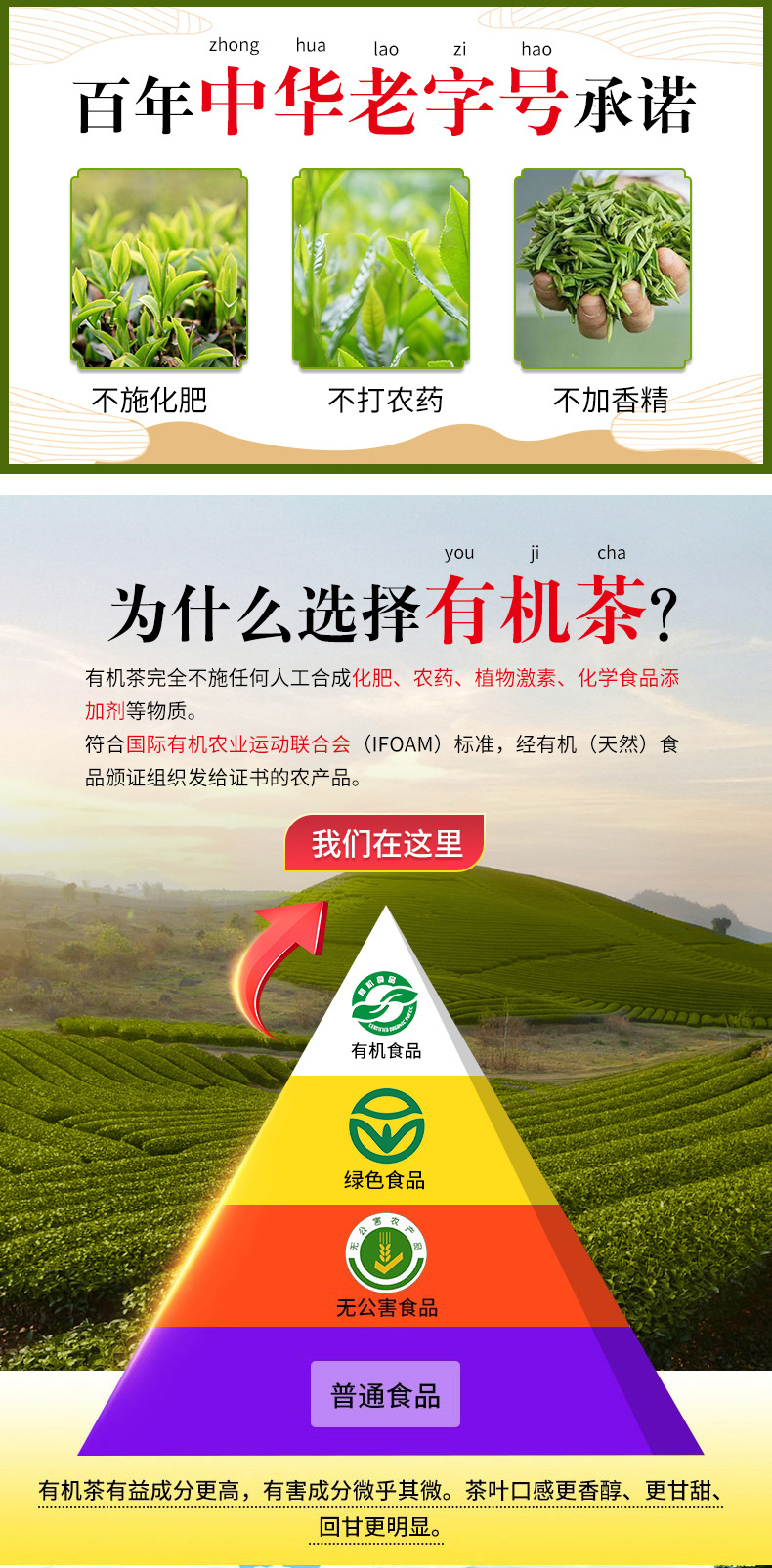 【国内贸易】白茶福鼎白茶有机健康一级白牡丹茶(图2)