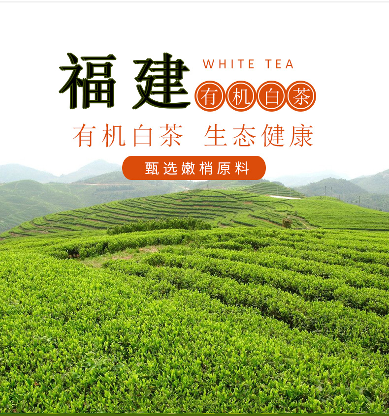 【国内贸易】白茶福鼎白茶有机健康一级白牡丹茶(图1)