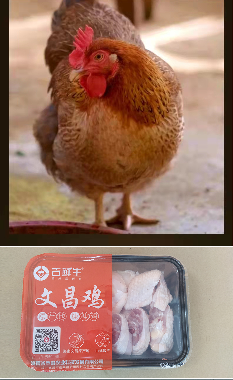 【国内贸易】海南椰子鸡全套配料火锅鸡汤新鲜文昌母鸡散养整只蘸料(图8)